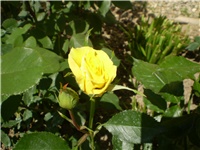 03df0d73-Picture 5915.jpg
